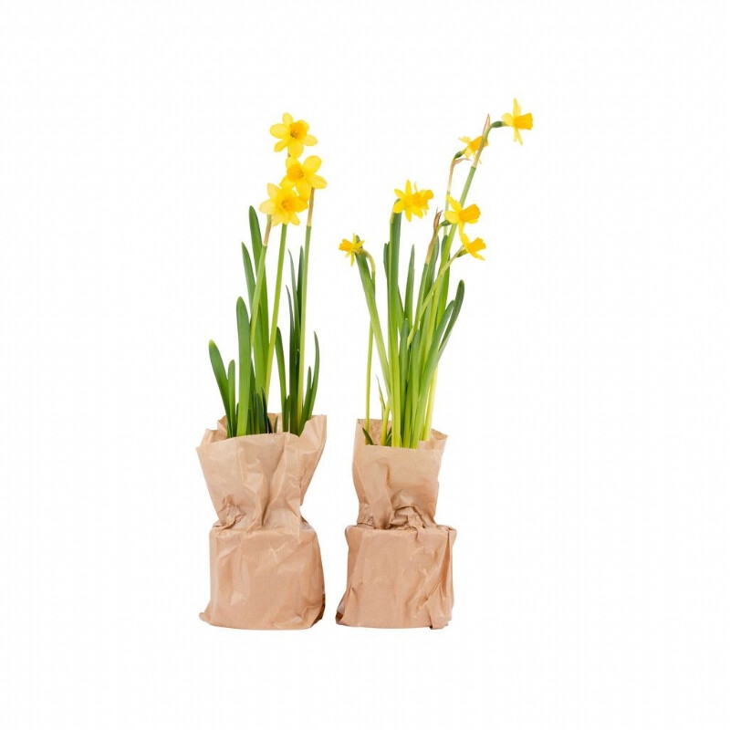 Planten in een box