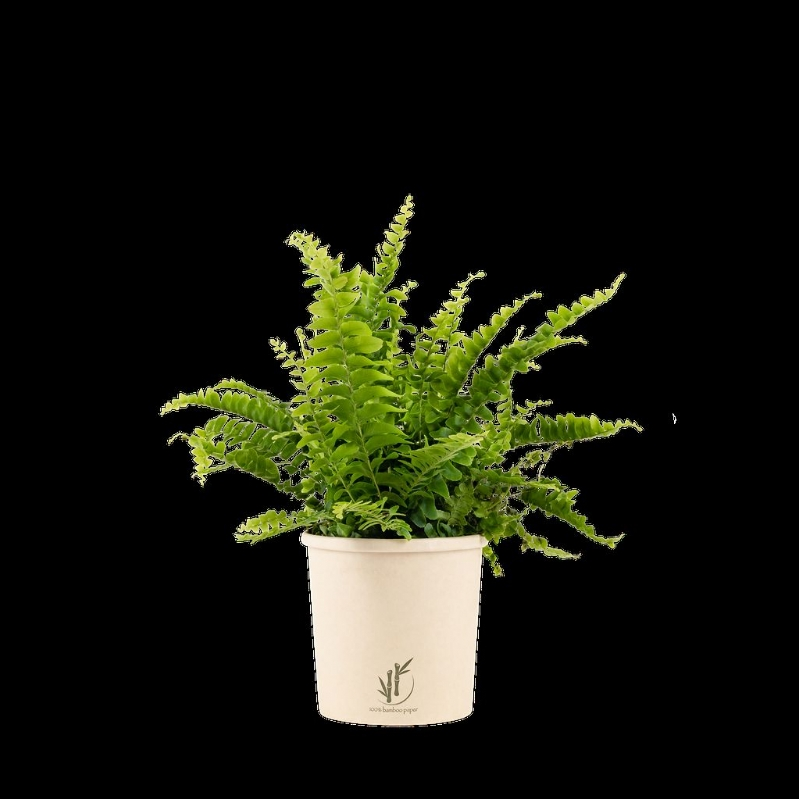 Planten in een box