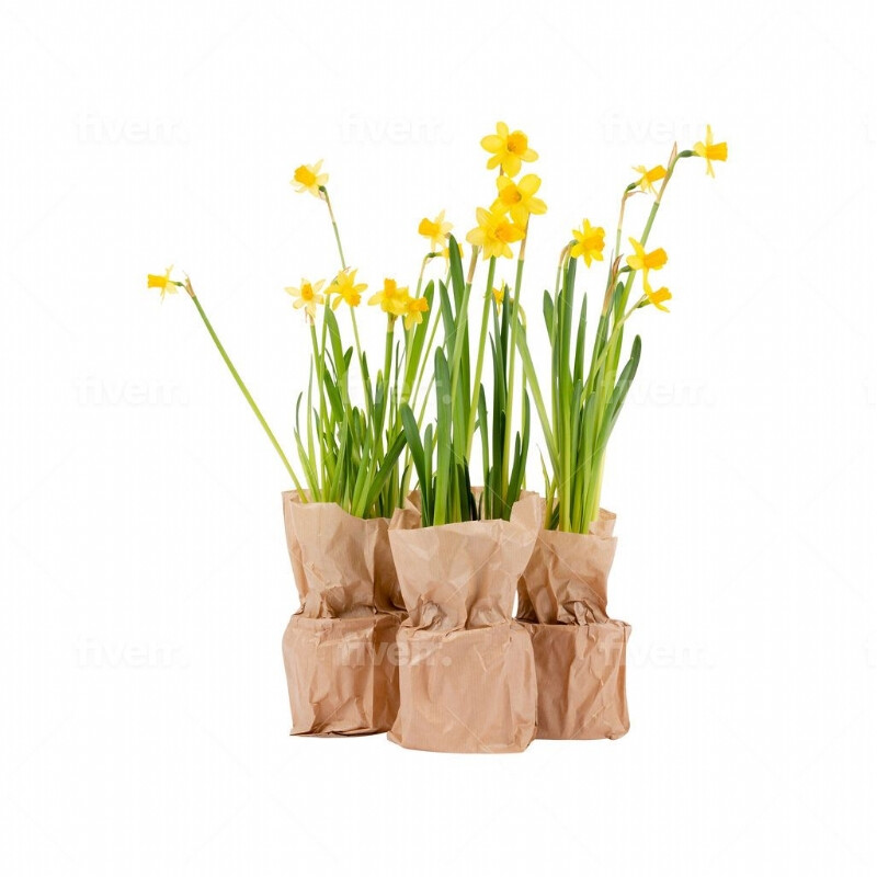 Planten in een box