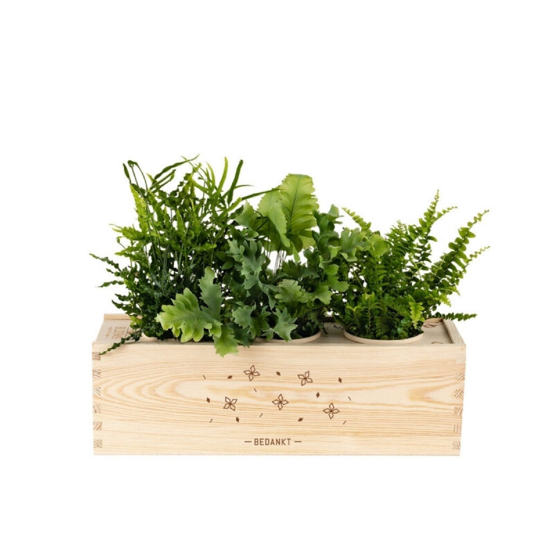 Planten in een box