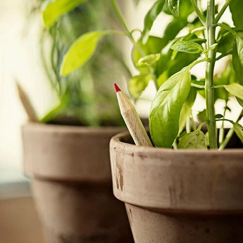 Sprout potlood met zaadjes voor bloemen en kruiden
