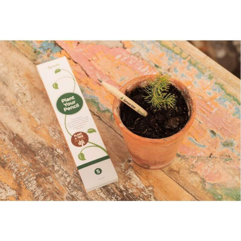 Sprout potlood waaruit je eigen Kerstboom groeit